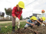 幼稚園の畑のおいもほり