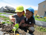 さつまいもの苗植え