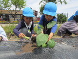 野菜の苗植え