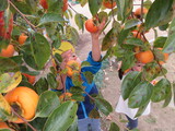 幼稚園の柿！おいしかった！