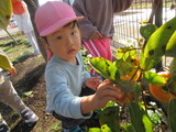 幼稚園の柿！