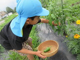 夏野菜が少しずつ！