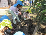 チューリップの球根植え